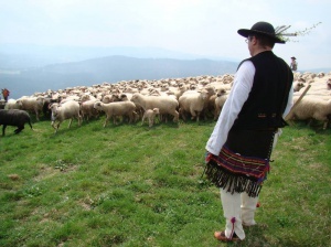 Wypas owiec w Beskidach, fot. Józef Michałek