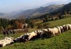 Wypas owiec w Beskidach (fot. Józef Michałek)