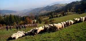 Wypas owiec w Beskidach (fot. Józef Michałek)