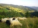 Wypas owiec (fot. arch. Gorczańskiego Oddziału Związku Podhalan w Ochotnicy Górnej)