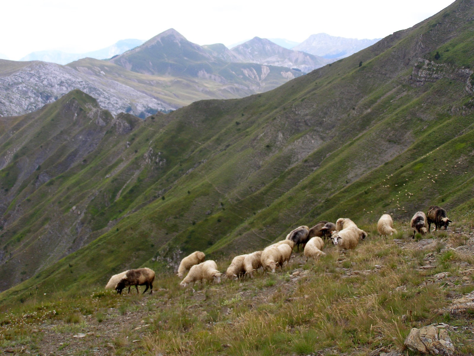 Fot. 3. Wypas owiec w górach Prokletje (Albania), fot. Piotr Kłapyta