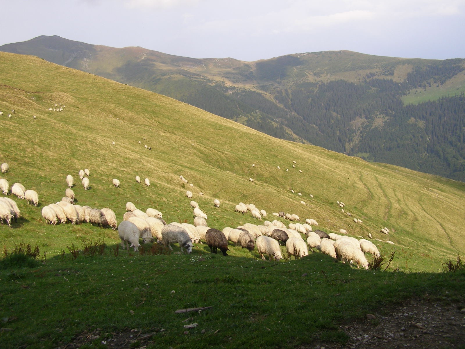 Fot. 7. Wysokogórskie pasterstwo w Górach Rodniańskich (Karpaty Wschodnie, Rumunia), fot. Piotr Kłapyta