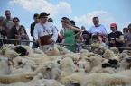 Miyszani owiec w Koniakowie 2012, fot. Józef Michałek
