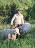 Mieszanie owiec w Ochotnicy Górnej - 19 maja 2012 r. (fot. Józef Michałek)
