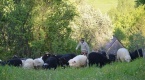 Mieszanie owiec w Ochotnicy Górnej - 19 maja 2012 r. (fot. Józef Michałek)